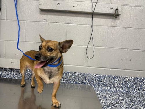 Photo of Toby, adoptable Chihuahua in Thousand Palms, California