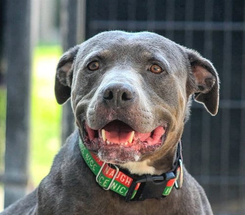 Photo of Gunter, adoptable Pit Bull Terrier in Sacramento, California