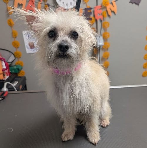 Photo of Daphnie, adoptable Terrier in Las Vegas, Nevada