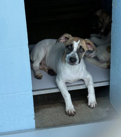 Photo of Sally, adoptable Jack Russell Terrier (Parson Russell Terrier) in Killeen, Texas