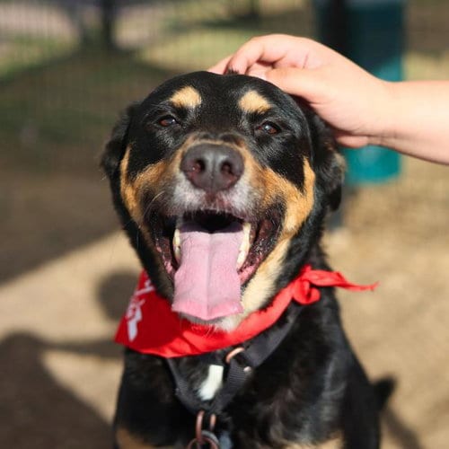 Photo of Magic, adoptable Rottweiler in San Antonio, Texas
