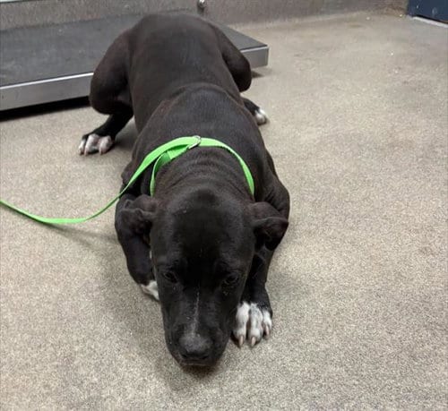 Photo of Sprout, adoptable Pit Bull Terrier in HESPERIA, California