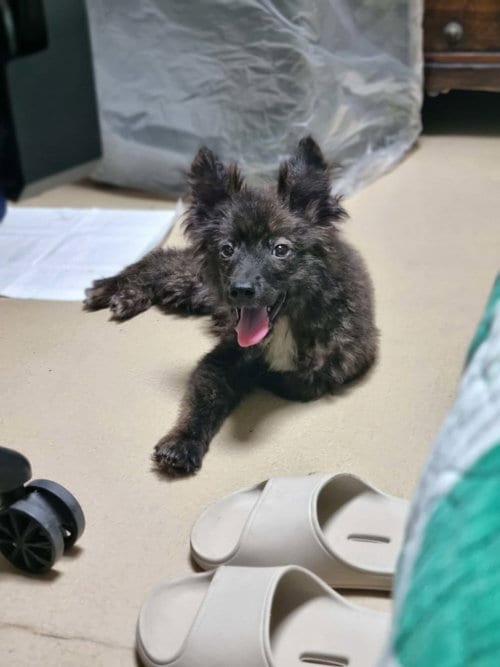 Photo of Kongkong, adoptable Spitz in Agoura Hills, California
