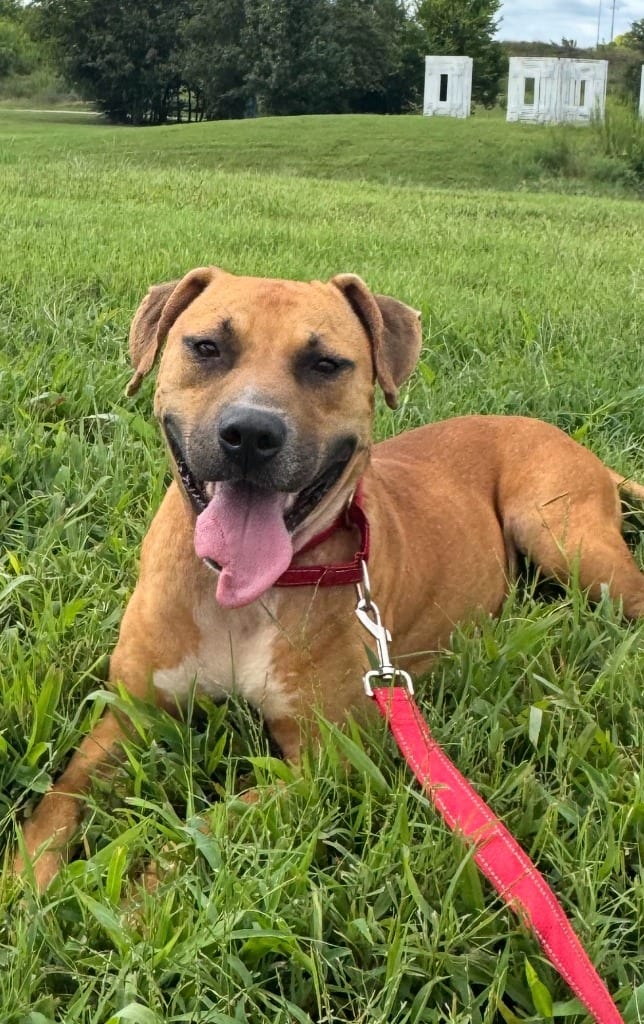 Photo of McBrien AKA Mickey, adoptable Labrador Retriever in East Ridge, Tennessee