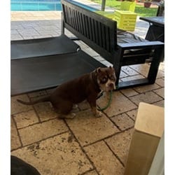 Photo of Adam, adoptable Terrier (Unknown Type, Medium) in Doral, Florida