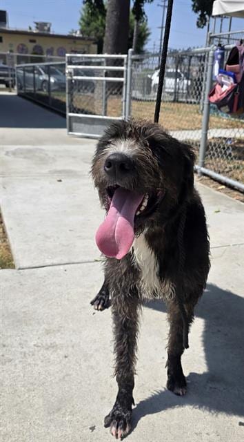Photo of Terry, adoptable Terrier in Downey, California