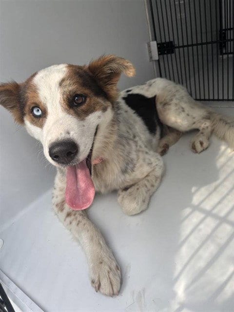 Photo of A662349, adoptable Australian Shepherd in Houston, Texas