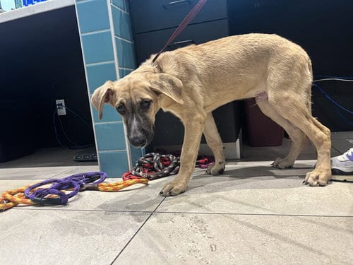 Photo of Parker, adoptable German Shepherd Dog in Garland, Texas