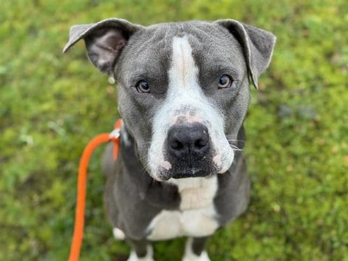Photo of Arlo, adoptable Pit Bull Terrier in Tacoma, Washington
