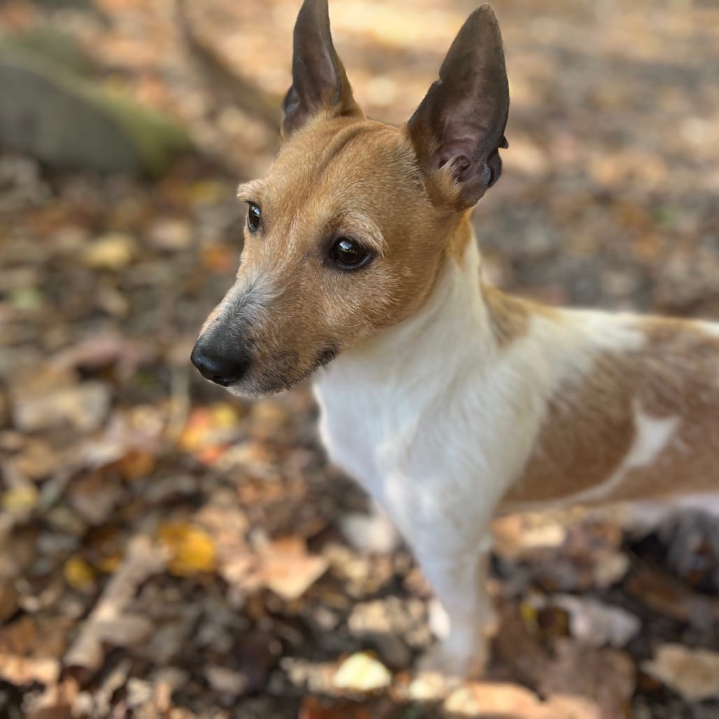 Photo of milo, adoptable Terrier, Jack Russell in Middletown, New York