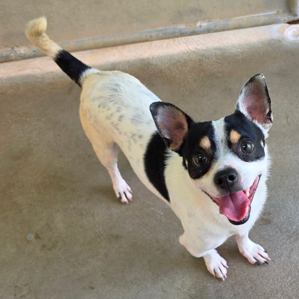 Photo of Sundae, adoptable Chihuahua in Waynesboro, Pennsylvania