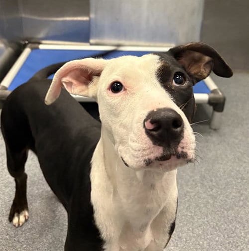 Photo of Lucille, adoptable Pit Bull Terrier in Dallas, Texas