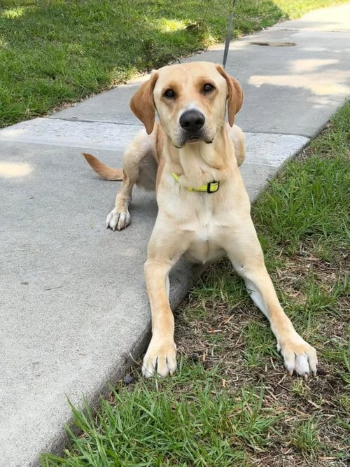 Photo of Duke, adoptable Yellow Labrador Retriever in Menifee, California