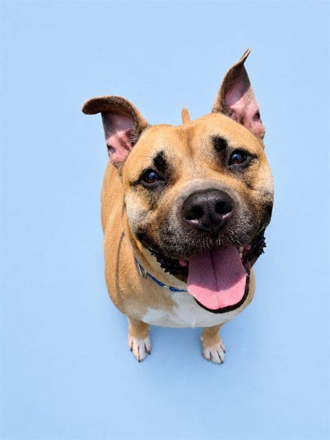 Photo of Rookie, adoptable Pit Bull Terrier in Westminster, Maryland