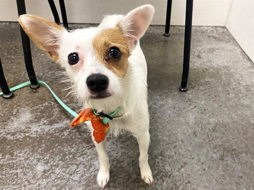 Photo of Auntie Em, adoptable Chihuahua in Phoenix, Arizona
