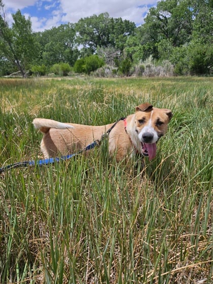 Photo of Sweet Tator, adoptable dog in Farmington, New Mexico