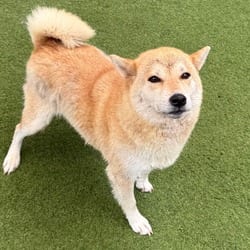 Photo of Brick House 9147, adoptable Shiba Inu in Loxahatchee, Florida
