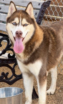 Photo of Spicy Pepper Lizard Gizard, adoptable Siberian Husky in Killeen, Texas