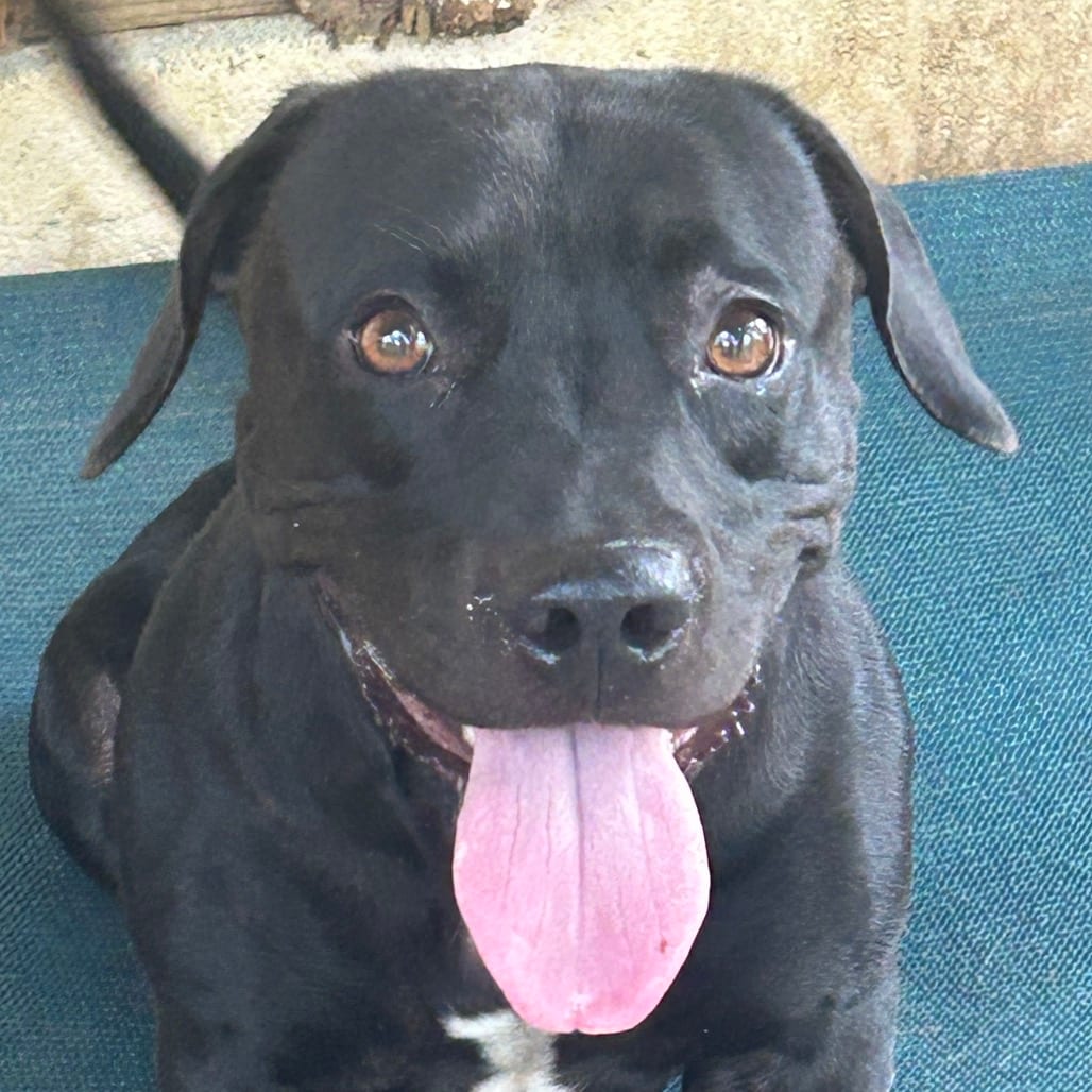 Photo of Maci, adoptable Mixed Breed (Medium) / Hound, Basset in Maryland, Maryland