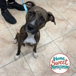 Photo of Precious, adoptable American Bulldog Mixed Breed (Large) in Lakeland, Florida