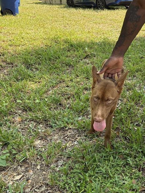 Photo of Nina, adoptable Belgian Shepherd Malinois in Miami, Florida