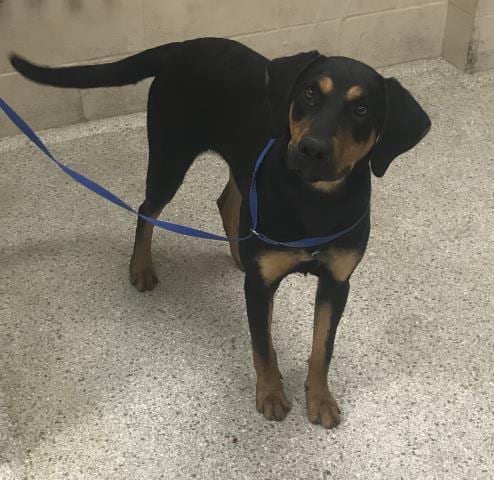 Photo of Hallie, adoptable Labrador Retriever in Conroe, Texas