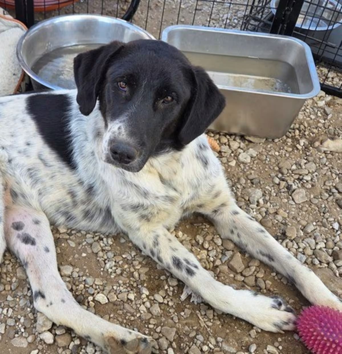 Photo of Becca, adoptable Labrador Retriever/Great Pyrenees in Garland, Texas