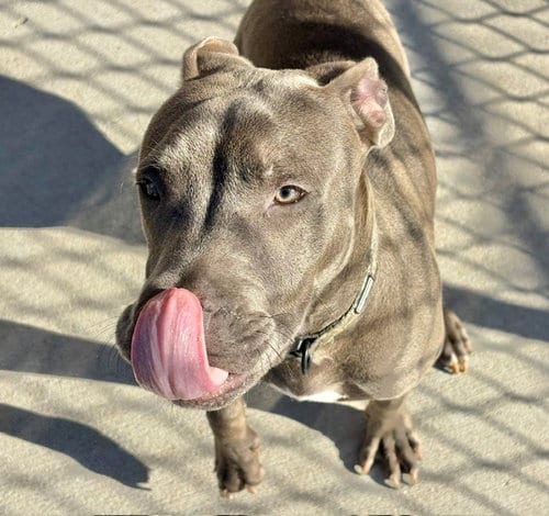 Photo of Spidy, adoptable Pit Bull Terrier in Tulsa, Oklahoma