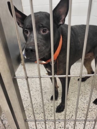 Photo of Judd, adoptable dog in Atlanta, Georgia
