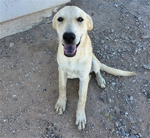 Photo of Ube, adoptable Golden Retriever in Phoenix, Arizona
