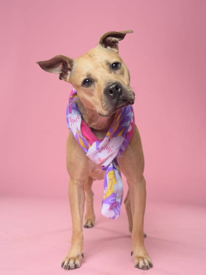 Photo of Mums, adoptable dog in Atlanta, Georgia
