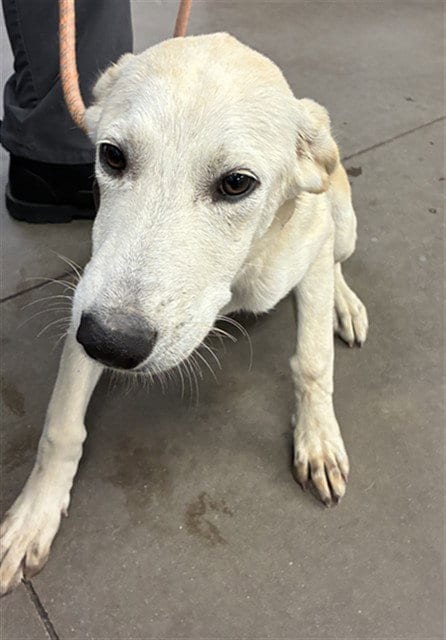 Photo of Gilly, adoptable Labrador Retriever in Phoenix, Arizona
