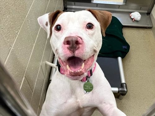 Photo of Brookie, adoptable Pit Bull Terrier in Chapel Hill, North Carolina