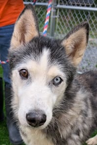 Photo of Ronan, adoptable Husky in Herndon, Virginia