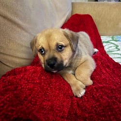 Photo of Peanut Butter, adoptable Labrador Retriever Mixed Breed (Medium) in Winchester, Virginia