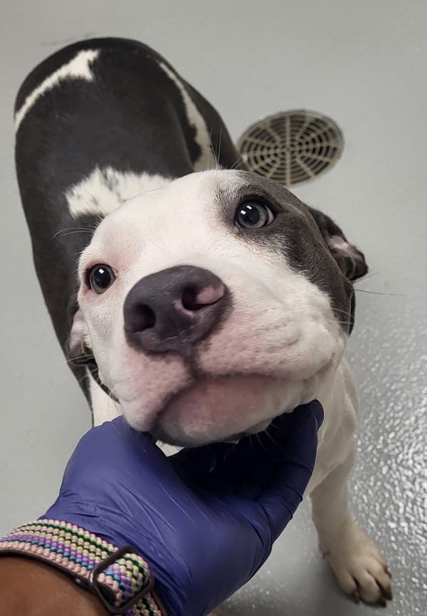 Photo of Casper, adoptable Pit Bull cross in Lawrenceville, Georgia