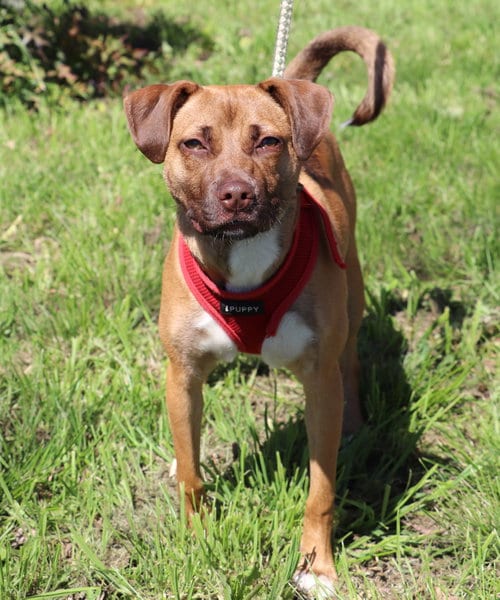 Photo of Kendall, adoptable Pug in San Antonio, Texas