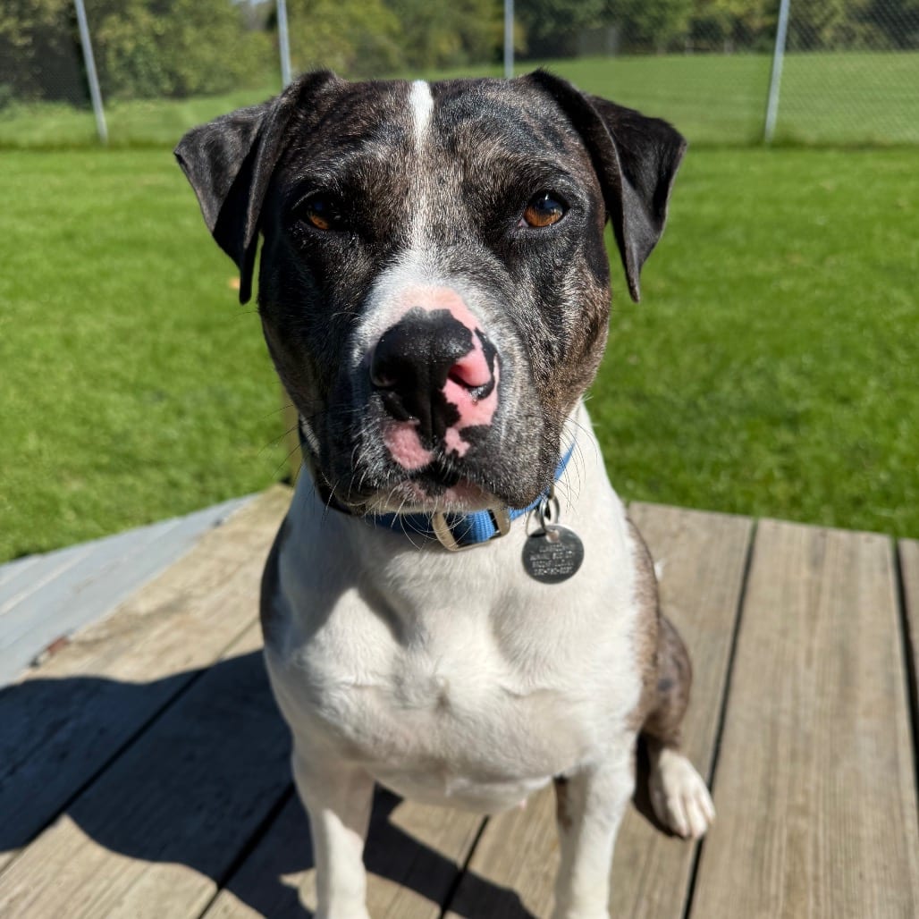 Photo of Quartz, adoptable Terrier in Brookfield, Wisconsin