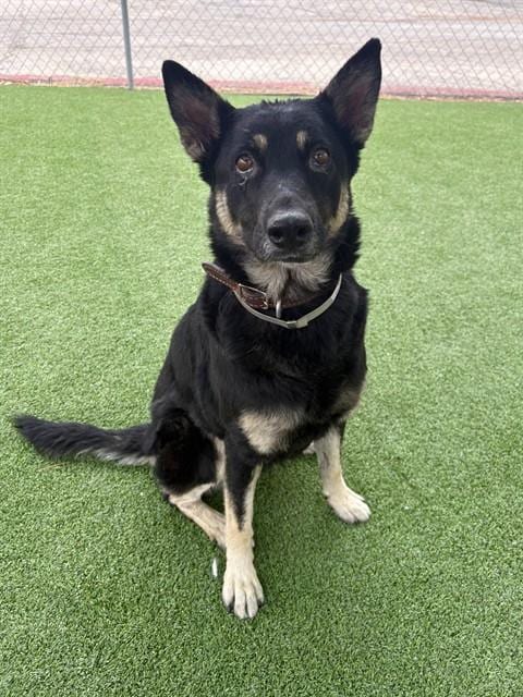 Photo of Lyra, adoptable German Shepherd Dog in Castaic, California