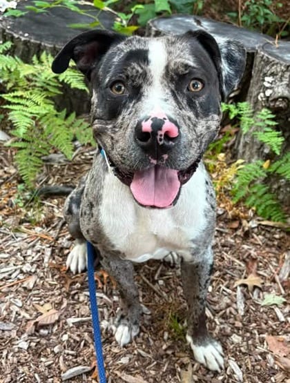 Photo of Eagle Harbor, adoptable dog in Baltimore, Maryland