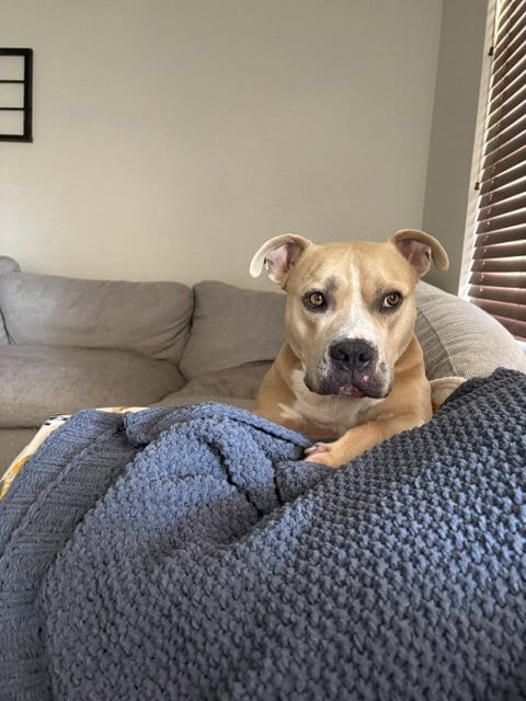 Photo of Winston #7, adoptable American Pit Bull Terrier in Chandler, Arizona