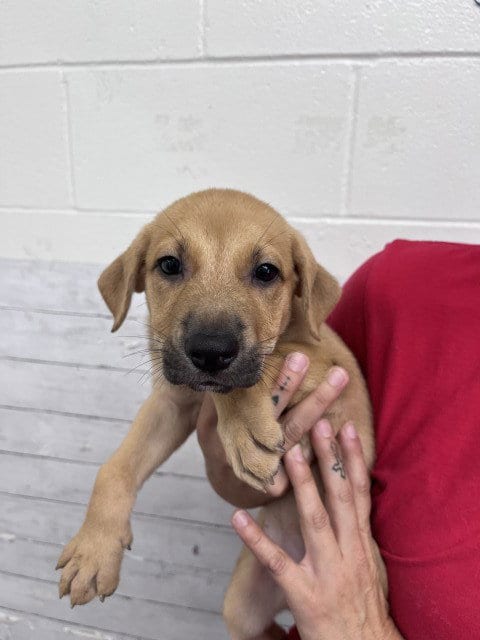 Photo of Hershey, adoptable Labrador Retriever in San Bernardino, California