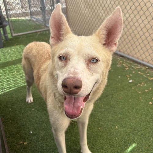 Photo of Dazzle, adoptable Siberian Husky in Phoenix, Arizona