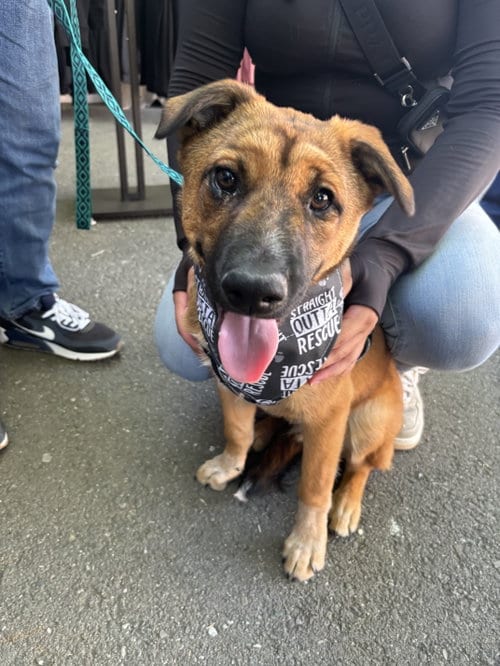 Photo of Bowser, adoptable Australian Cattle Dog/Blue Heeler in Hayward, California