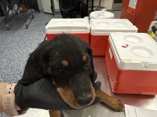 Photo of A1939799, adoptable Rottweiler in Thousand Palms, California