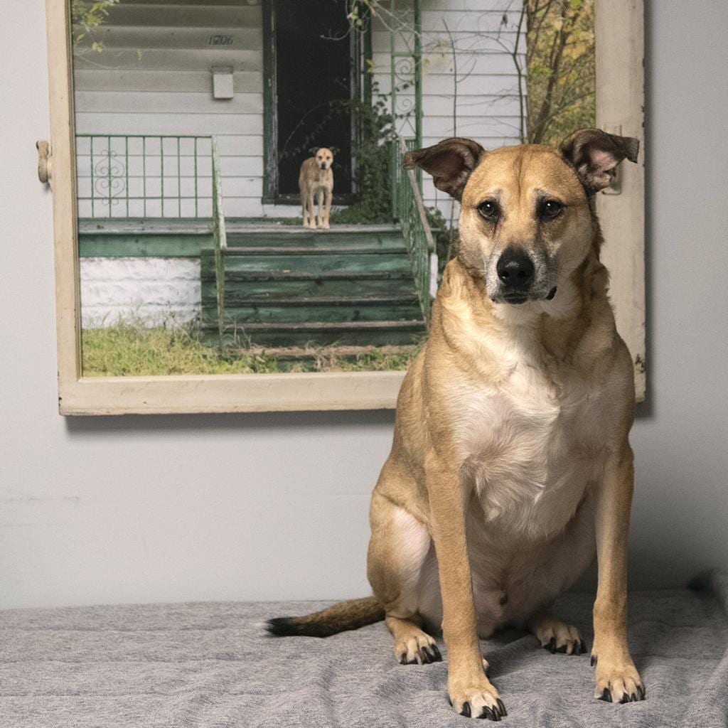Photo of Malachi, adoptable Mixed Breed (Medium) in St. Louis, Missouri