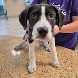 Photo of Cayce, adoptable Labrador Retriever Mixed Breed (Medium) in Chatham, Virginia