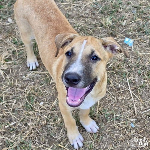 Photo of Ragne, adoptable Black Mouth Cur in Washington, District of Columbia