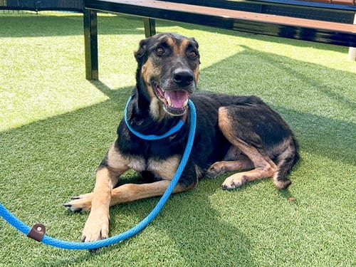 Photo of Elsa, adoptable German Shepherd Dog in Orange, California