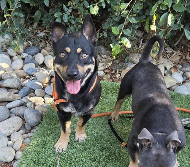 Photo of Heath, adoptable Chihuahua - Smooth Coated mix in San José, California